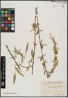 Foto von Salix acmophylla Boiss.